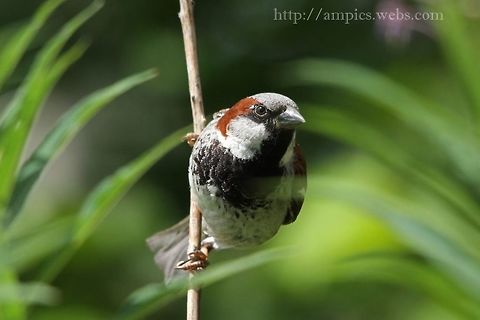 House_Sparrow  Geotagged,House sparrow,Passer domesticus,Summer,United Kingdom