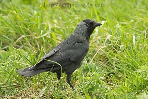 Jackdaw  Coloeus monedula,Geotagged,Spring,United Kingdom,Western Jackdaw