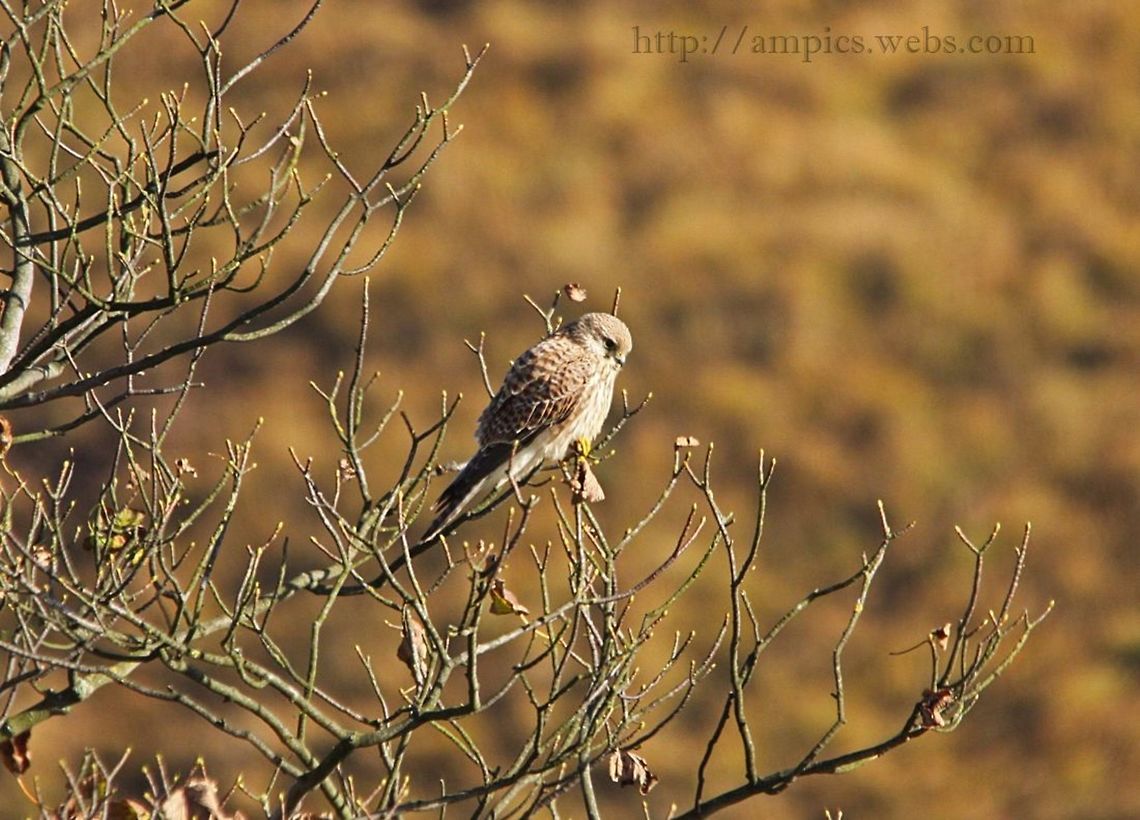 Kestrel  Common Kestrel,Falco tinnunculus,Fall,Geotagged,United Kingdom