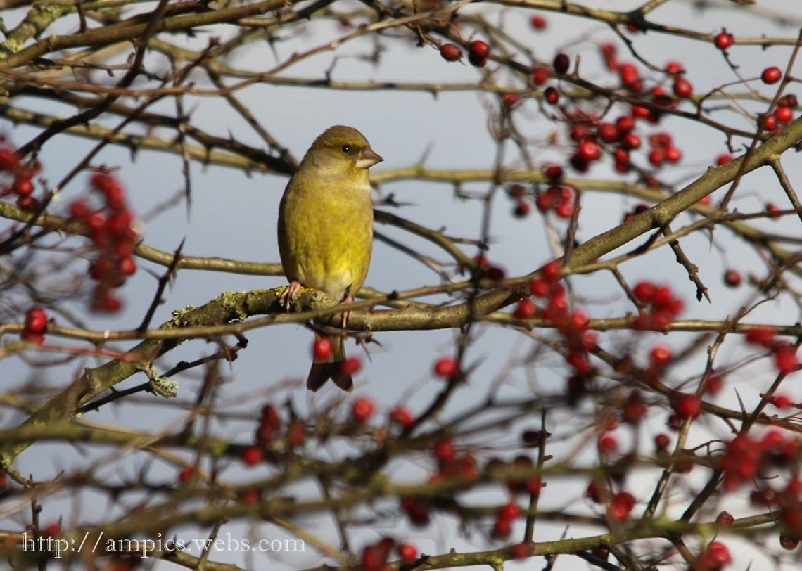 Greenfinch  Carduelis chloris,European Greenfinch,Fall,Geotagged,United Kingdom