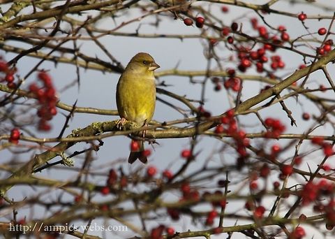 Greenfinch  Carduelis chloris,European Greenfinch,Fall,Geotagged,United Kingdom