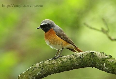 Redstart  Common Redstart,Geotagged,Phoenicurus phoenicurus,Spring,United Kingdom
