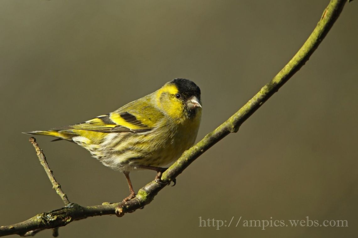 Siskin  Eurasian siskin,Geotagged,Spinus spinus,United Kingdom,Winter