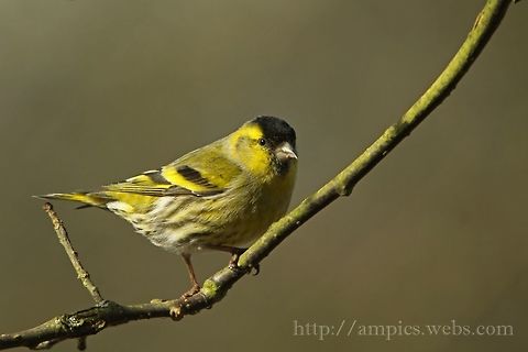 Siskin  Eurasian siskin,Geotagged,Spinus spinus,United Kingdom,Winter