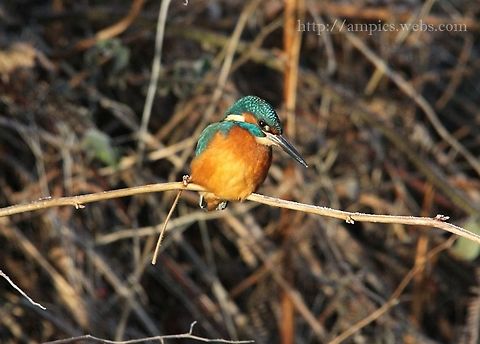 Kingfisher  Alcedo atthis,Common Kingfisher,Fall,Geotagged,United Kingdom