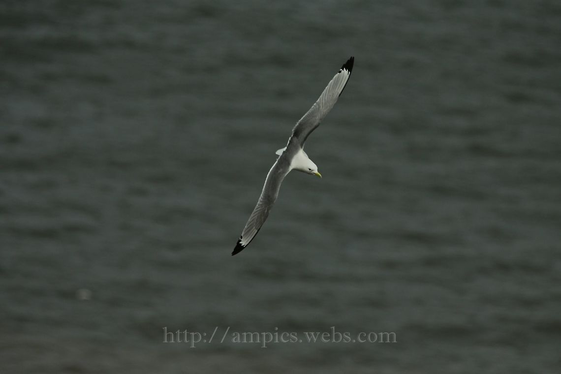 Kittiwake  Black-legged kittiwake,Geotagged,Rissa tridactyla,Spring,United Kingdom