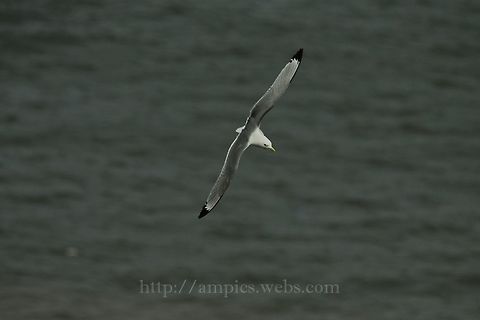 Kittiwake  Black-legged kittiwake,Geotagged,Rissa tridactyla,Spring,United Kingdom