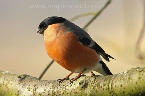 Bullfinch  Bullfinch,Geotagged,Pyrrhula pyrrhula,United Kingdom,Winter
