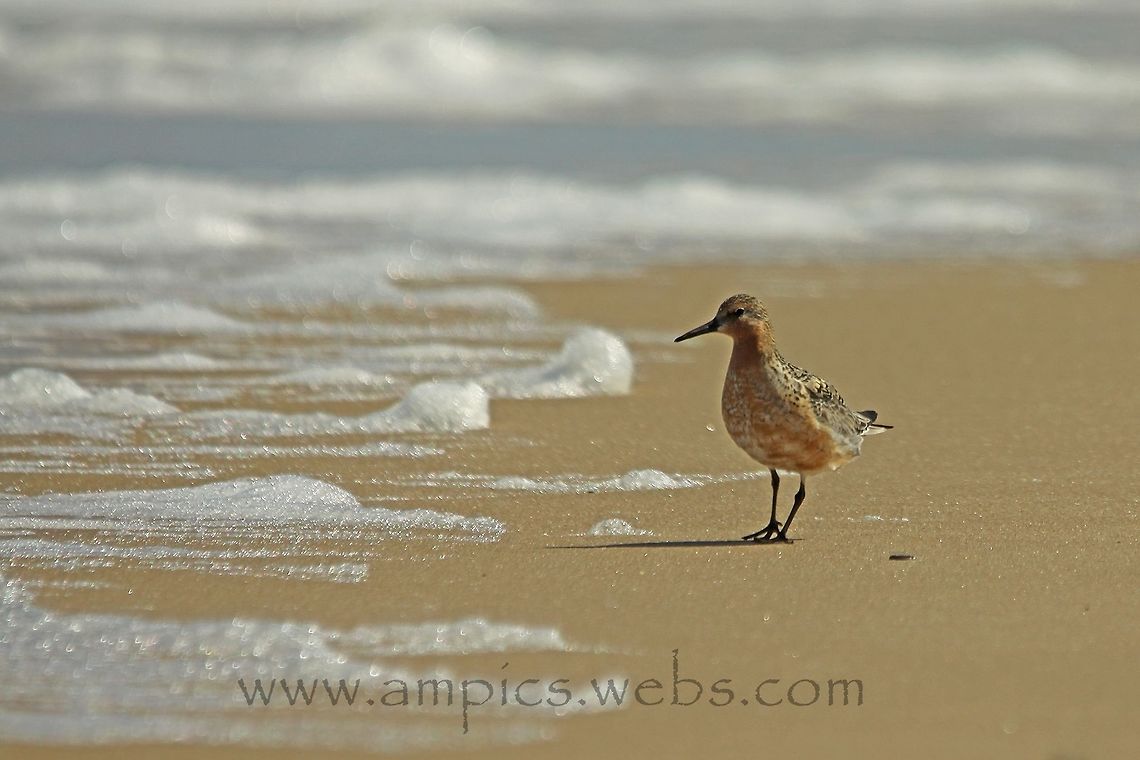 Knot  Calidris canutus,Geotagged,Red knot,Summer,United Kingdom
