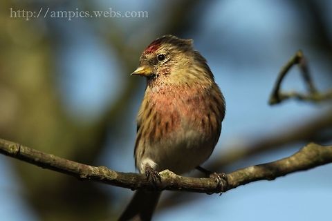 Lesser_Redpoll I really like the light in this shot. Acanthis cabaret,Geotagged,Lesser redpoll,United Kingdom,Winter