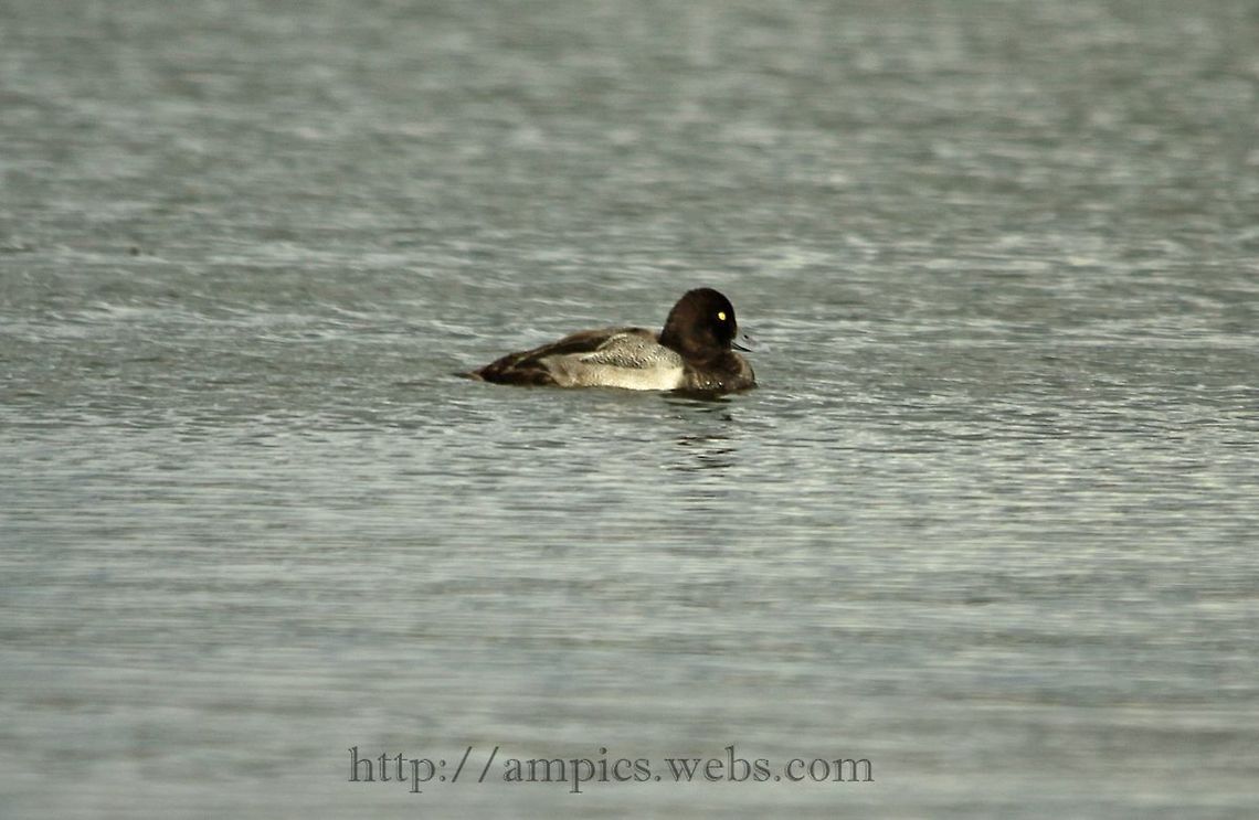 Lesser_Scaup  Aythya affinis,Geotagged,Lesser scaup,Summer,United Kingdom