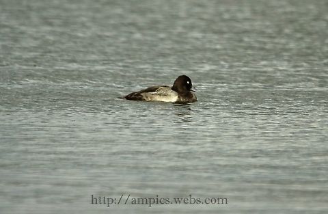 Lesser_Scaup  Aythya affinis,Geotagged,Lesser scaup,Summer,United Kingdom