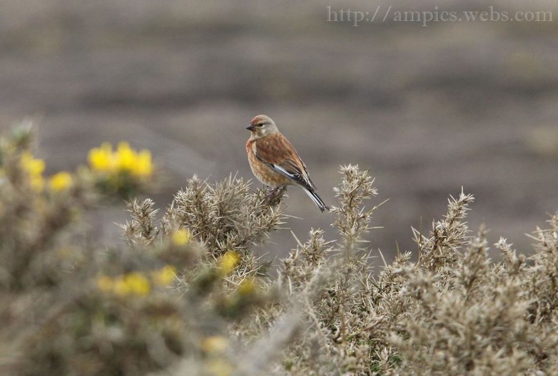 Linnet  Carduelis cannabina,Common Linnet,Geotagged,Spring,United Kingdom