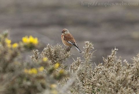 Linnet  Carduelis cannabina,Common Linnet,Geotagged,Spring,United Kingdom