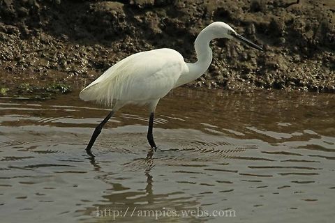 Little_Egret  Egretta garzetta,Geotagged,Little Egret,Summer,United Kingdom