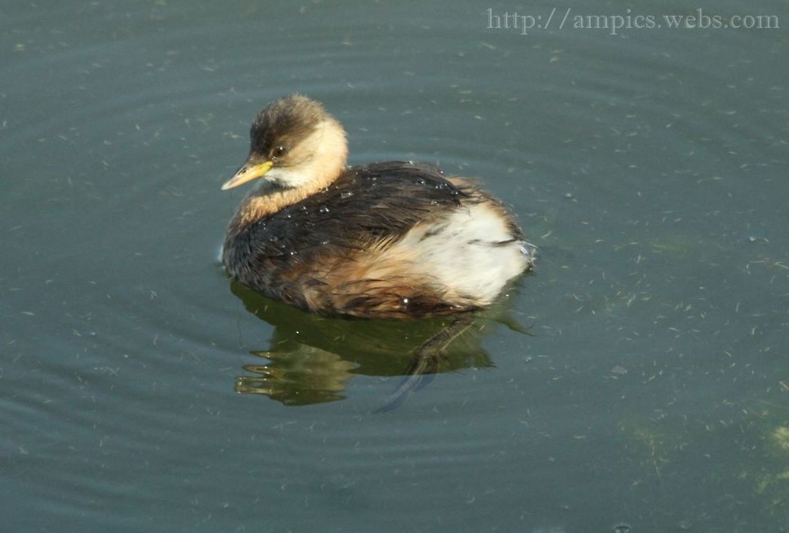 Little_Grebe  Fall,Geotagged,Little Grebe,Tachybaptus ruficollis,United Kingdom