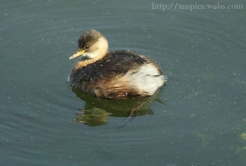 Little_Grebe  Fall,Geotagged,Little Grebe,Tachybaptus ruficollis,United Kingdom