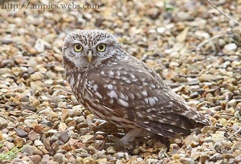 Little_Owl This bird crashed into my front room window being mobbed by corvids, after a few seconds it flew on non the worse for its ordeal. Athene noctua,Geotagged,Little  Owl,United Kingdom,Winter