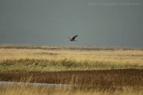 Hen_Harrier  Circus cyaneus,Fall,Geotagged,Hen harrier,United Kingdom
