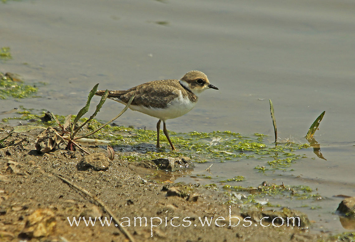 Little_Ringed_Plover  Charadrius dubius,Little Ringed Plover