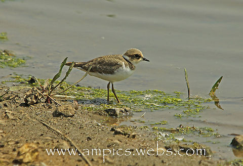 Little_Ringed_Plover  Charadrius dubius,Little Ringed Plover
