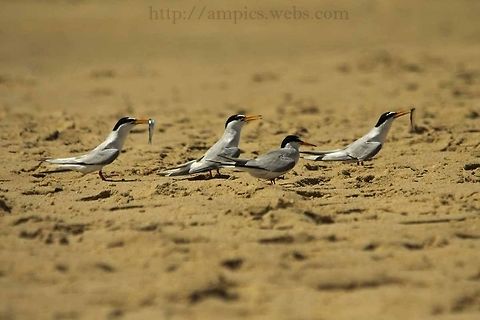 Little_Tern  Geotagged,Little Tern,Sternula albifrons,Summer,United Kingdom
