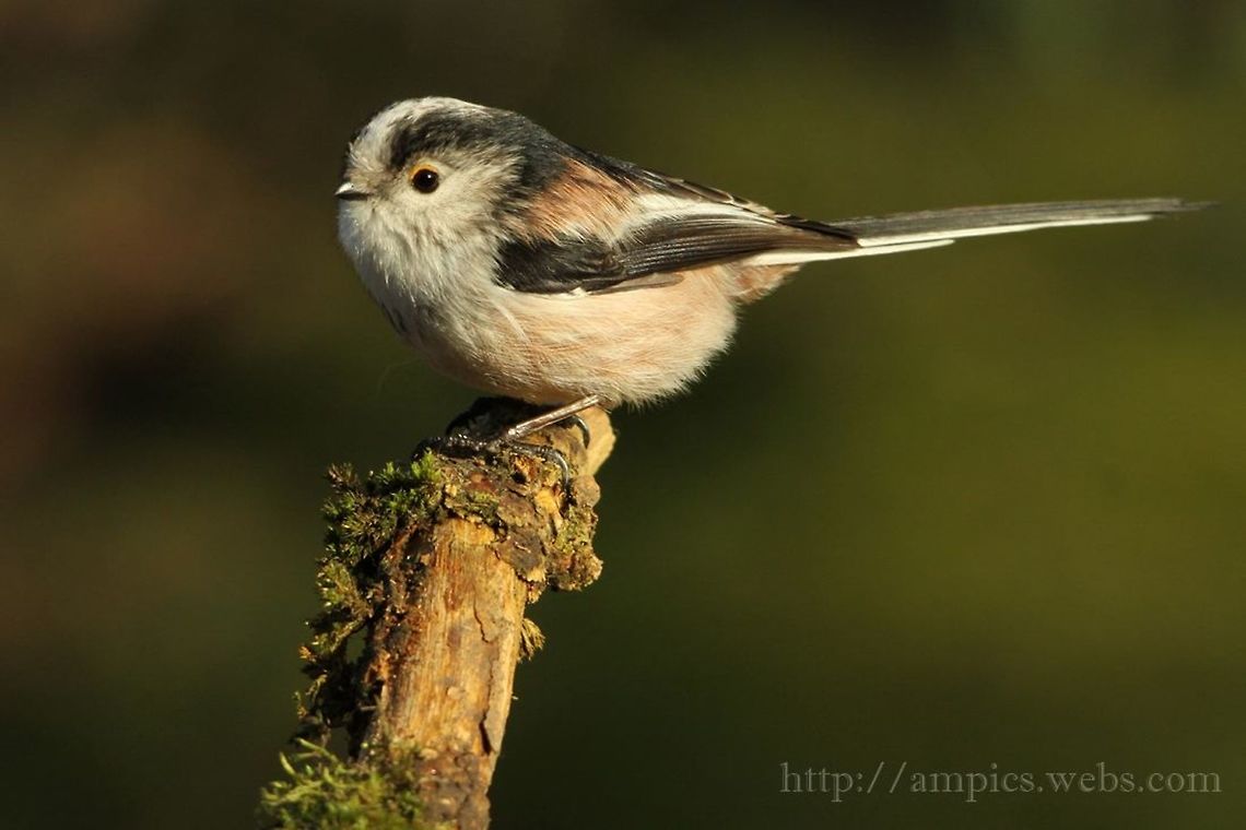 Long-tailed_Tit  Aegithalos caudatus,Geotagged,Long-tailed tit,United Kingdom,Winter