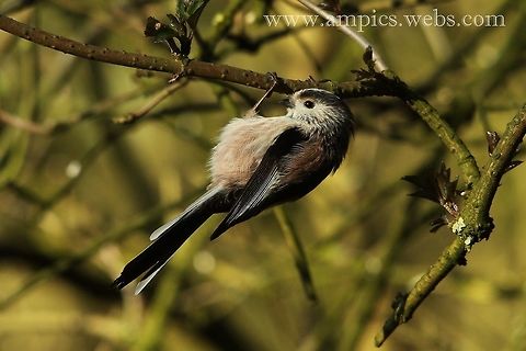 Long-tailed_Tit  Aegithalos caudatus,Geotagged,Long-tailed tit,United Kingdom,Winter