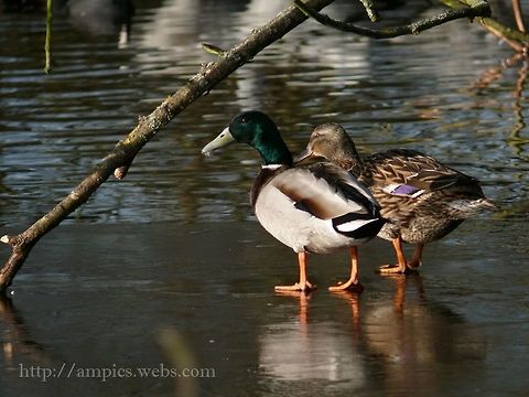 Mallard  Anas platyrhynchos,Geotagged,Mallard,United Kingdom,Winter