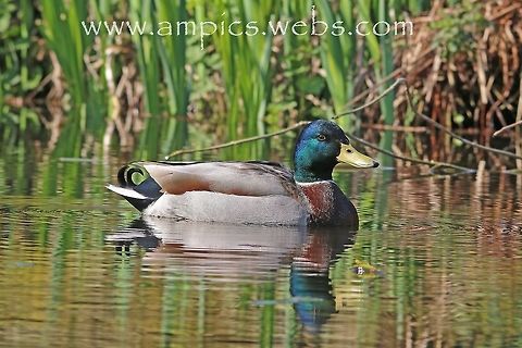 Mallard  Anas platyrhynchos,Geotagged,Mallard,Spring,United Kingdom