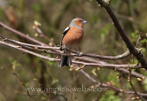 Chaffinch  Chaffinch,Fringilla coelebs,Geotagged,Spring,United Kingdom