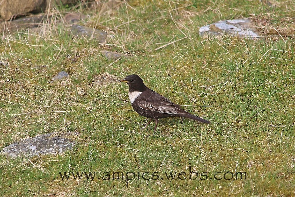 Ring_Ouzel  Geotagged,Ring ouzel,Spring,Turdus torquatus,United Kingdom
