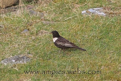 Ring_Ouzel  Geotagged,Ring ouzel,Spring,Turdus torquatus,United Kingdom