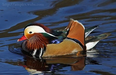 Mandarin_Duck  Aix galericulata,Geotagged,Mandarin duck,United Kingdom,Winter