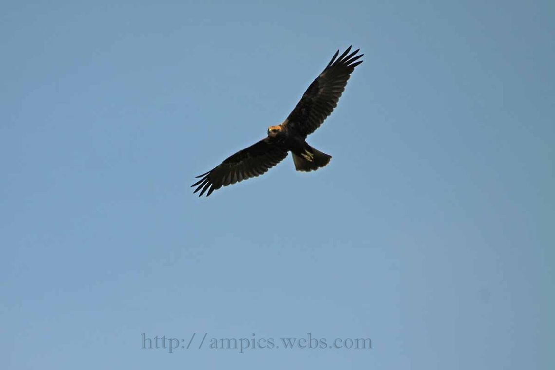 Marsh_Harrier  Circus aeruginosus,Geotagged,Summer,United Kingdom,Western marsh harrier