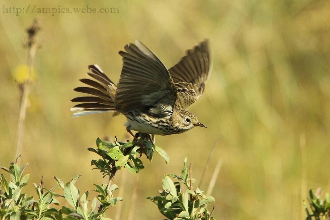 Meadow_Pipit  Anthus pratensis,Geotagged,Meadow pipit,Spring,United Kingdom