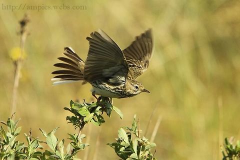 Meadow_Pipit  Anthus pratensis,Geotagged,Meadow pipit,Spring,United Kingdom