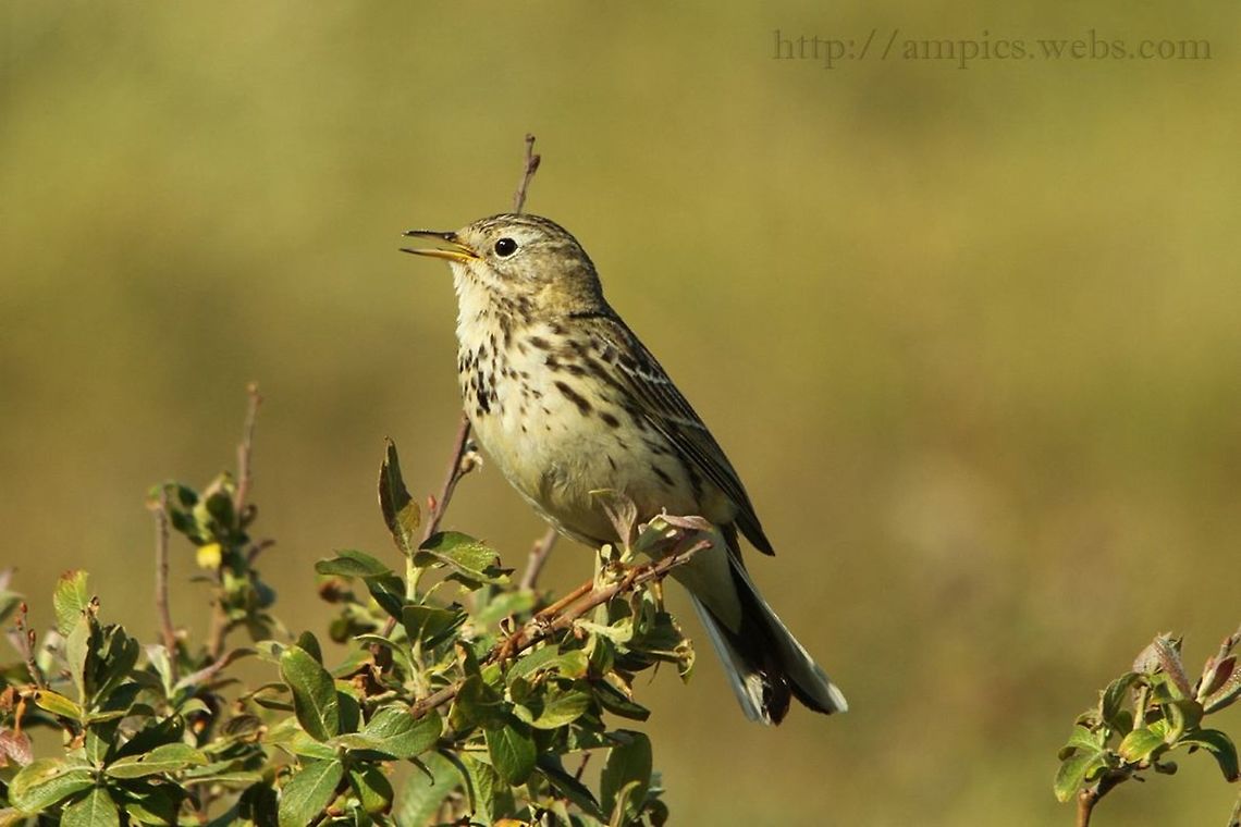 Meadow_Pipit  Anthus pratensis,Geotagged,Meadow pipit,Spring,United Kingdom