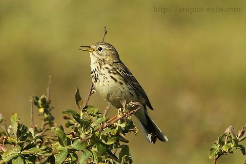 Meadow_Pipit  Anthus pratensis,Geotagged,Meadow pipit,Spring,United Kingdom