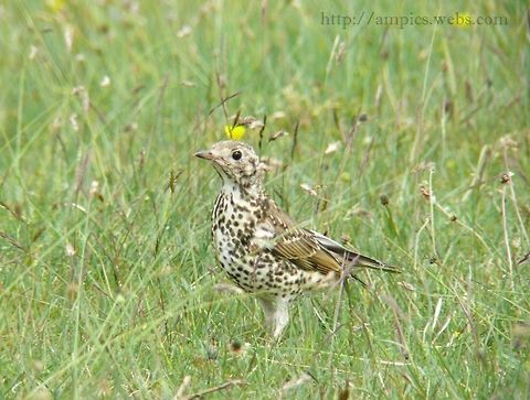 Mistle_Thrush  Geotagged,Mistle Thrush,Spring,Turdus viscivorus,United Kingdom