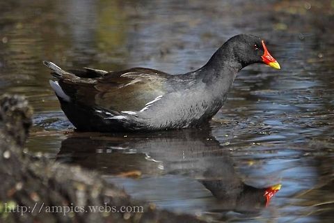 Moorhen  Common Moorhen,Gallinula chloropus,Geotagged,Spring,United Kingdom
