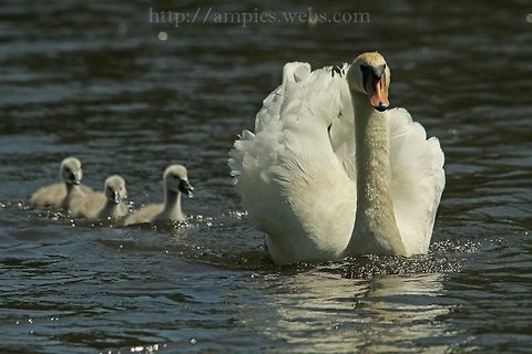Mute_Swan  Cygnus olor,Geotagged,Mute Swan,Spring,United Kingdom