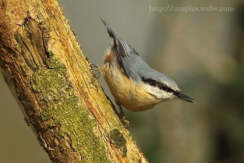 Nuthatch  Eurasian Nuthatch,Geotagged,Sitta europaea,Spring,United Kingdom