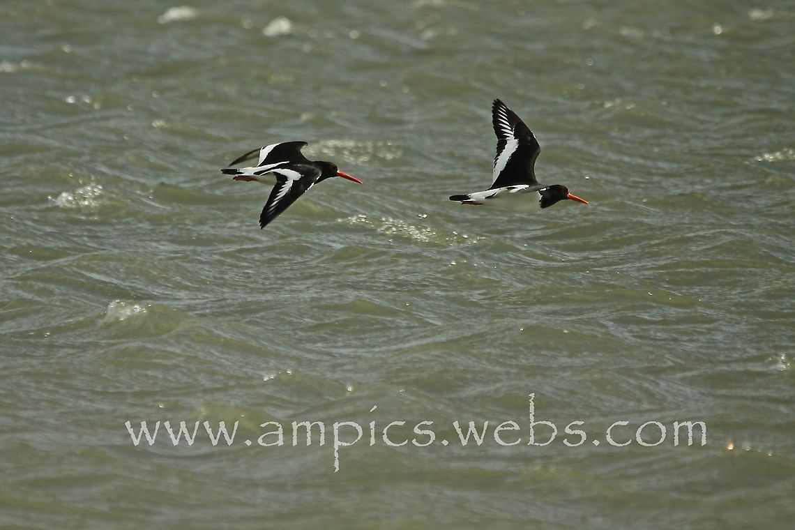 Oystercatcher  Eurasian oystercatcher,Geotagged,Haematopus ostralegus,Spring,United Kingdom