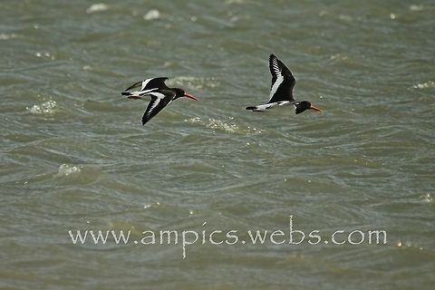 Oystercatcher  Eurasian oystercatcher,Geotagged,Haematopus ostralegus,Spring,United Kingdom