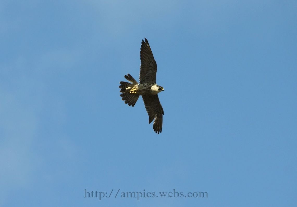 Peregrine  Falco peregrinus,Geotagged,Peregrine Falcon,Spring,United Kingdom