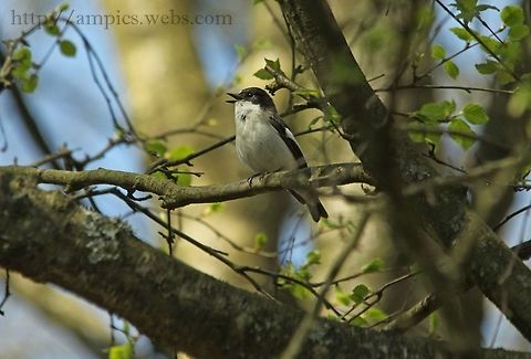 Pied Flycatcher  European Pied Flycatcher,Ficedula hypoleuca,Geotagged,Spring,United Kingdom