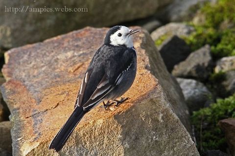Pied_Wagatail  Fall,Geotagged,Motacilla alba,United Kingdom,White wagtail