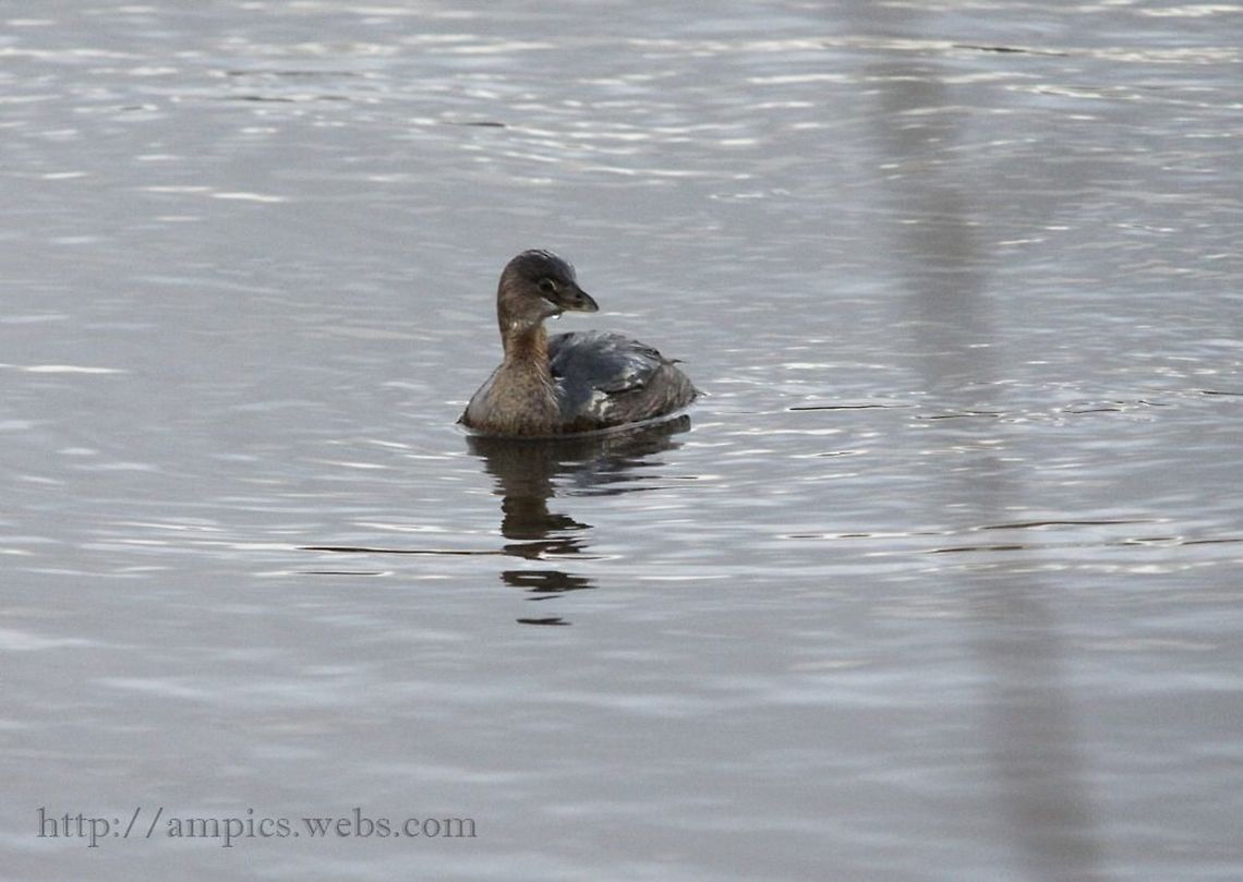 Pied-billed_Grebe  Fall,Geotagged,Pied-billed grebe,Podilymbus podiceps,United Kingdom