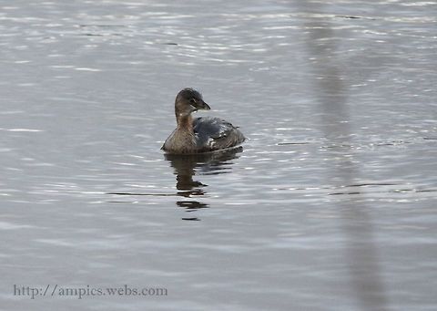 Pied-billed_Grebe  Fall,Geotagged,Pied-billed grebe,Podilymbus podiceps,United Kingdom